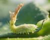 Cassida nebulosa